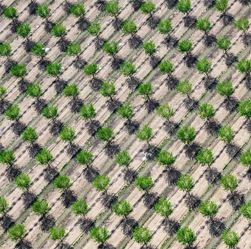 Picture 9 of When the farm turns into a mesmerizing art picture from an airplane perspective