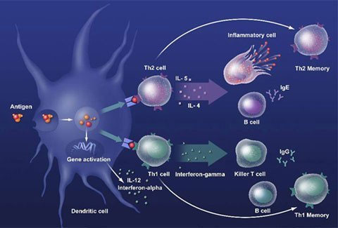 Picture 2 of When the immune system is also aging