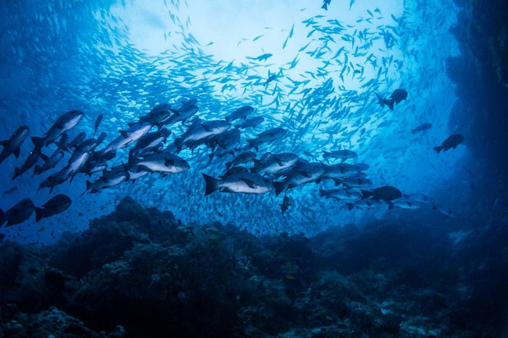 Picture 3 of When there is a storm, what happens to marine creatures?