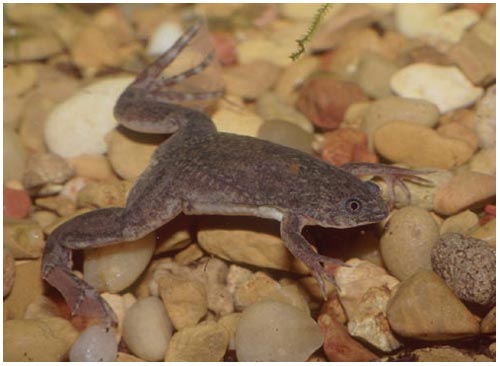 Picture 1 of When threatened, frogs can turn their toes into claws