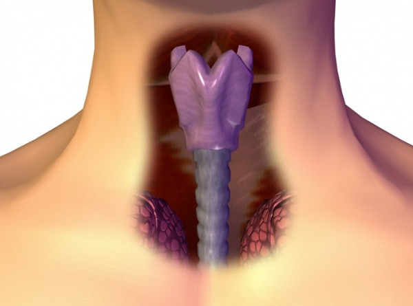 Picture 2 of Where does your voice come from?