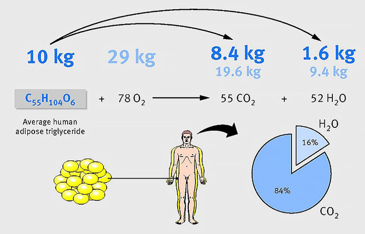 Picture 2 of Where has your body fat changed when you lose weight?