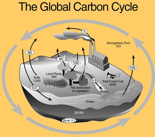 visualizing-carbon-storage-in-earth-s-ecosystems