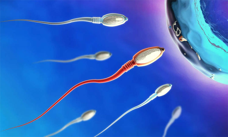 Picture 2 of Where is male sperm the weakest?  Please say that in this country full of surprises!