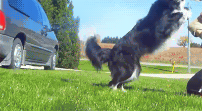 Picture 1 of Where is the smartest dog in the world?  Call Border Collie!