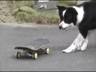 Picture 2 of Where is the smartest dog in the world?  Call Border Collie!