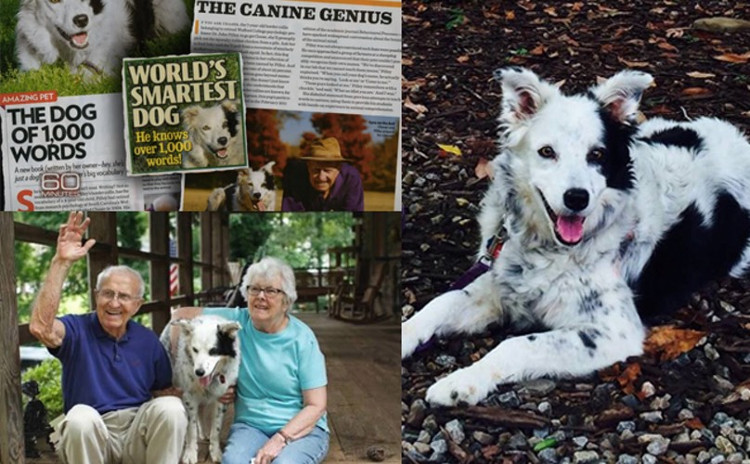 Picture 3 of Where is the smartest dog in the world?  Call Border Collie!