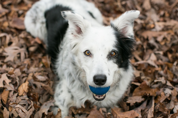 Picture 4 of Where is the smartest dog in the world?  Call Border Collie!