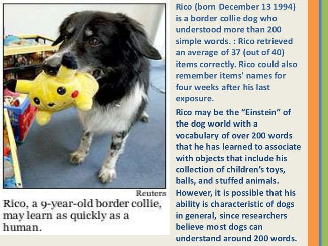 Picture 5 of Where is the smartest dog in the world?  Call Border Collie!