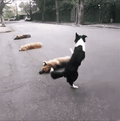 Picture 6 of Where is the smartest dog in the world?  Call Border Collie!