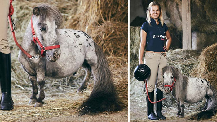 Picture 1 of Where is the world's smallest horse currently living, how tall?