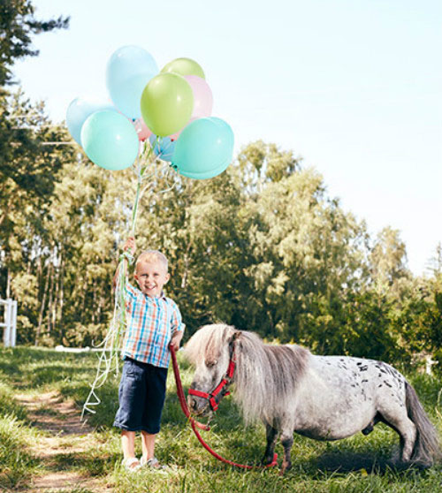 Picture 3 of Where is the world's smallest horse currently living, how tall?