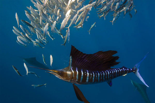 Picture 3 of Which animal is the fastest on the planet?