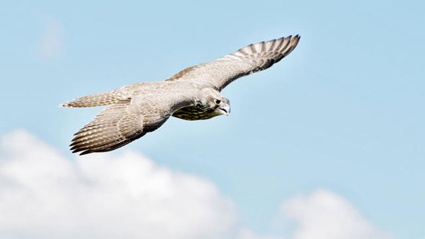 Picture 4 of Which animal is the fastest on the planet?