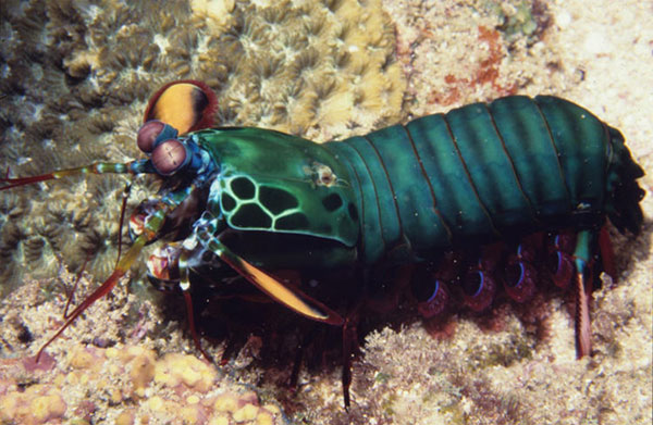 Picture 5 of Which animal is the fastest on the planet?