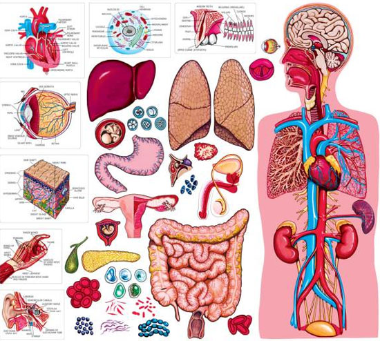 Picture 1 of Which part of the human body is 'useless'?