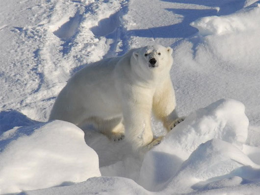 Picture 1 of White bears are less likely to develop cardiovascular disease than humans