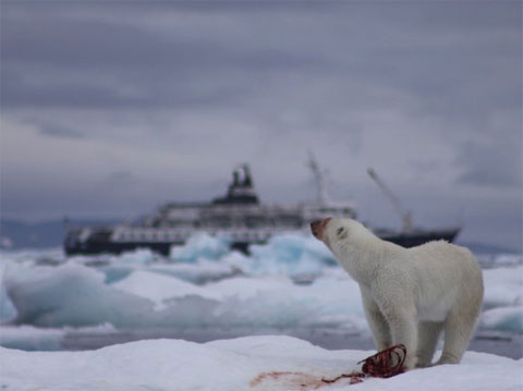 Picture 7 of White bears hunt birds