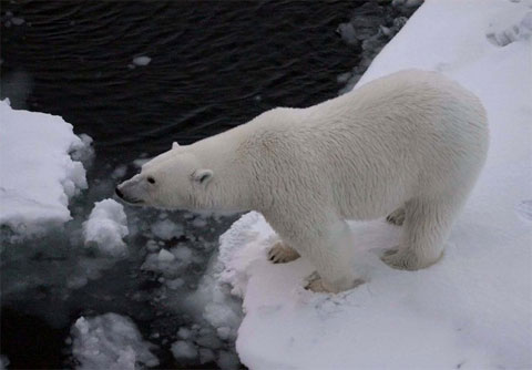 Picture 8 of White bears hunt birds