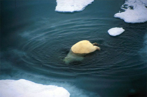 Picture 9 of White bears hunt birds