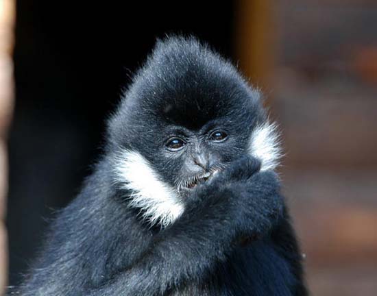Picture 1 of White cheeked gibbon is rare and released to the forest