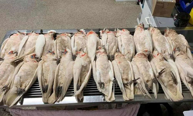 Picture 1 of White cockatoos fall 'like rain' and die in mass in Australia