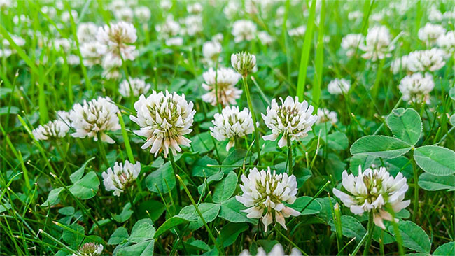 Picture 2 of White flower clover - Wild plant or evolutionary mystery?