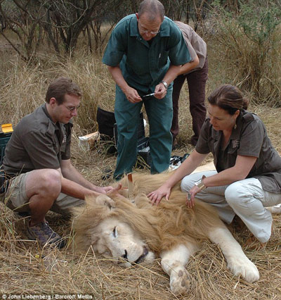 Picture 1 of White lions escape the scene of