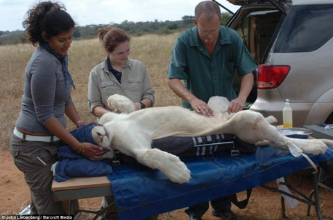 Picture 2 of White lions escape the scene of