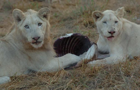 Picture 3 of White lions escape the scene of