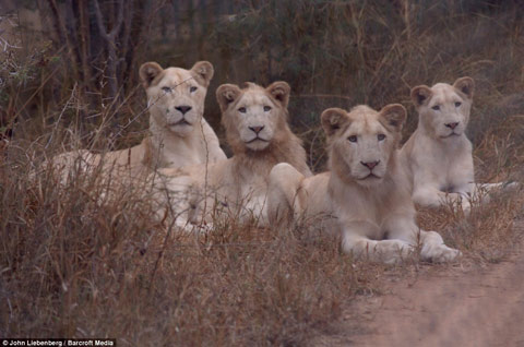 Picture 4 of White lions escape the scene of