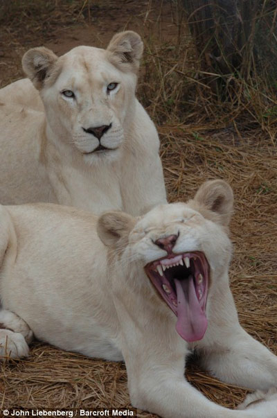 Picture 5 of White lions escape the scene of