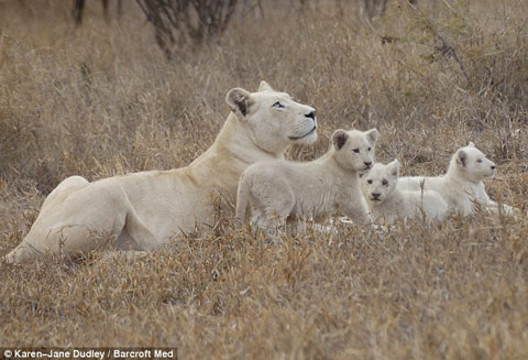 Picture 6 of White lions escape the scene of
