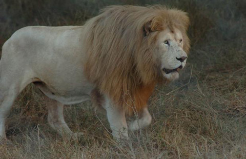 Picture 7 of White lions escape the scene of