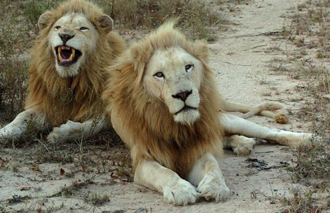 Picture 8 of White lions escape the scene of