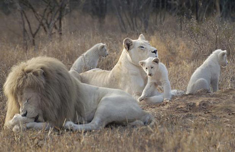 Picture 9 of White lions escape the scene of