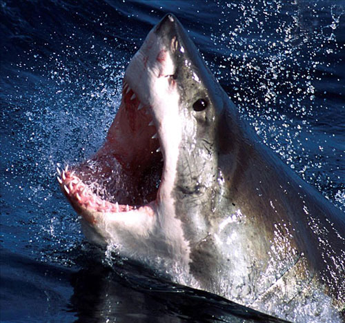 Picture 1 of White shark bites the paddle, breaking 2 teeth