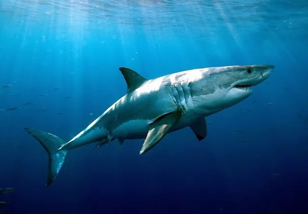 Picture 2 of White sharks are rock fans