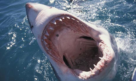 Picture 1 of White sharks endangered