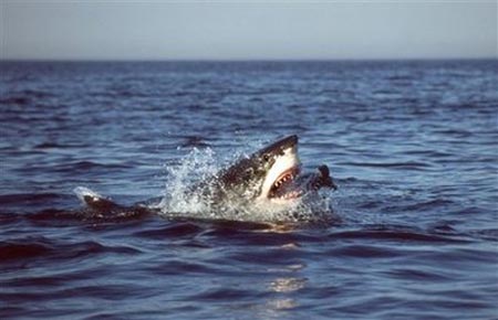 Picture 1 of White sharks hunt as mass killers