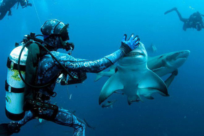 Picture 4 of White sharks were chased to death, the culprit this time was not human
