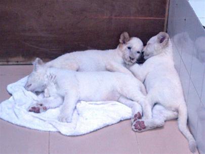 Picture 2 of White tiger in Huong Giang