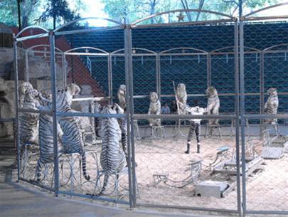 Picture 3 of White tiger in Huong Giang