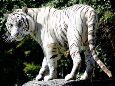 Picture 5 of White tiger in Huong Giang