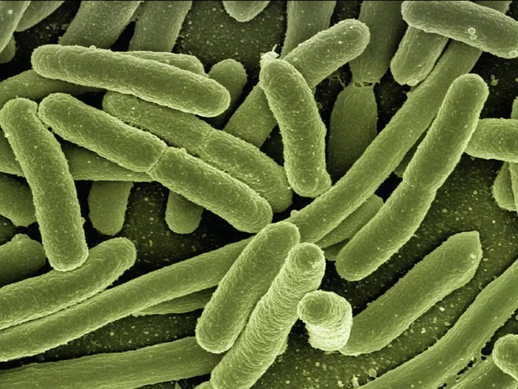 Picture 2 of WHO published a list of 12 most worrying viruses