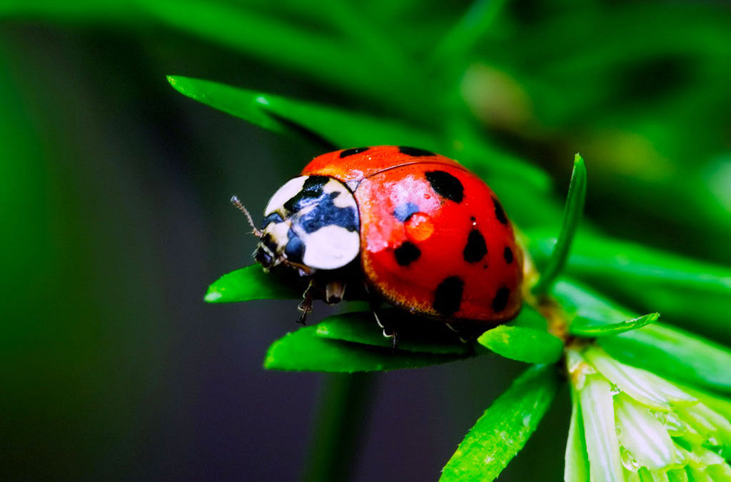 Picture 10 of Who said insects are ugly