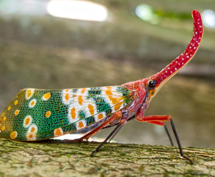 Picture 11 of Who said insects are ugly