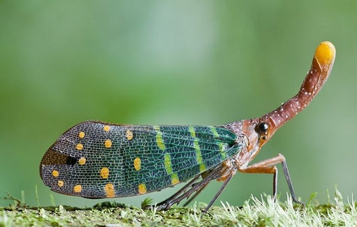 Picture 12 of Who said insects are ugly