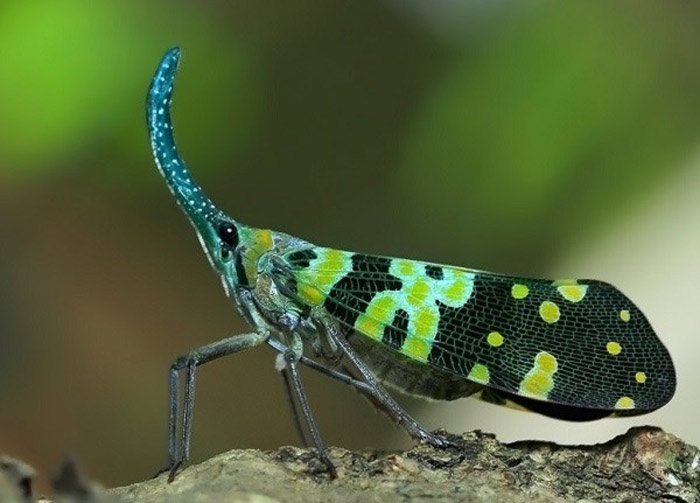 Picture 13 of Who said insects are ugly