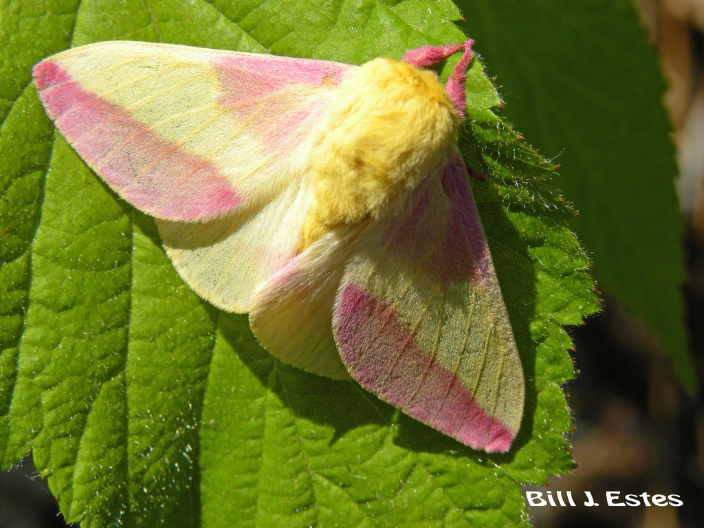 Picture 14 of Who said insects are ugly